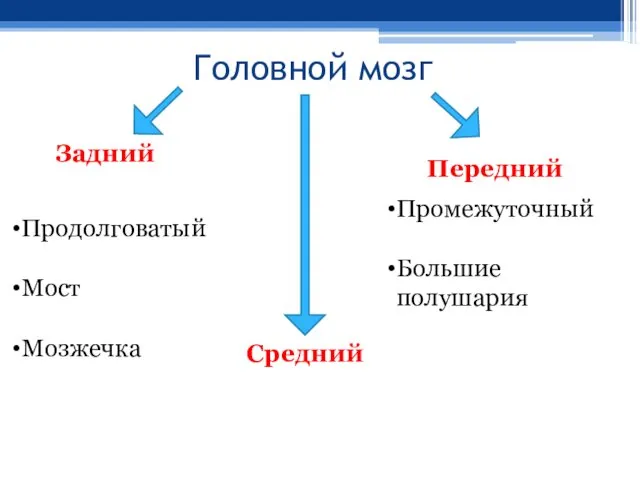 Головной мозг Задний Средний Передний Продолговатый Мост Мозжечка Промежуточный Большие полушария