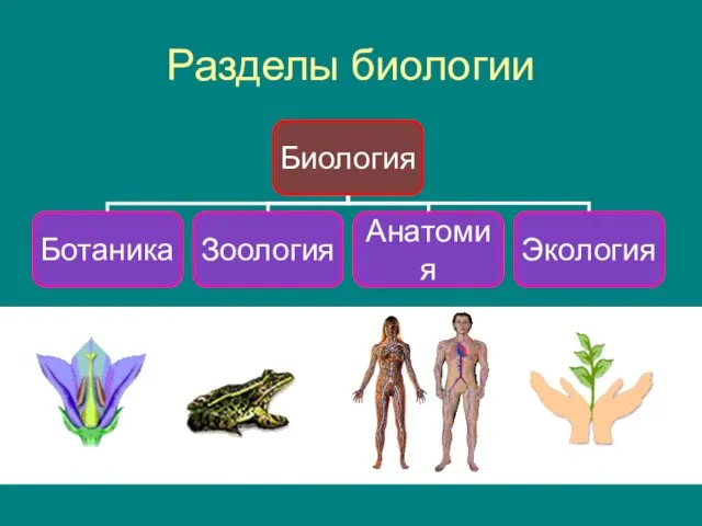 Разделы биологии