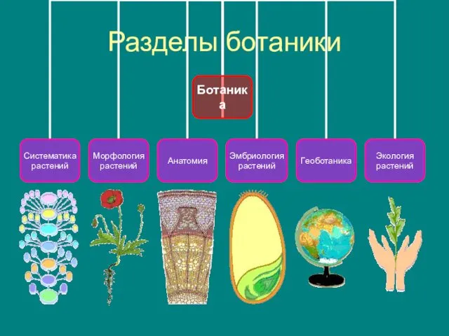 Разделы ботаники