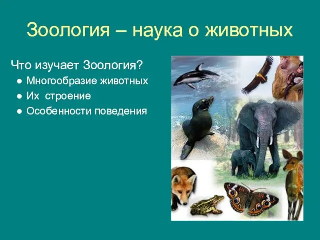Зоология – наука о животных Что изучает Зоология? Многообразие животных Их строение Особенности поведения