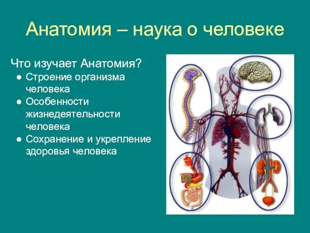 Анатомия – наука о человеке Что изучает Анатомия? Строение организма