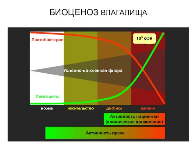 Лактобактерии Лейкоциты Условно-патогенная флора 105 КОЕ Активность пациентки (клинические проявления) Активность врача БИОЦЕНОЗ ВЛАГАЛИЩА