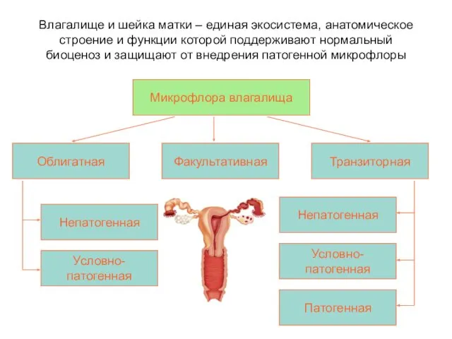 Влагалище и шейка матки – единая экосистема, анатомическое строение и