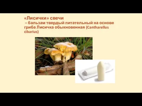 «Лисички» свечи – бальзам твердый питательный на основе гриба Лисичка обыкновенная (Cantharellus cibarius)