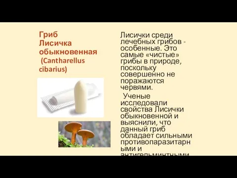Гриб Лисичка обыкновенная (Cantharellus cibarius) Лисички среди лечебных грибов -