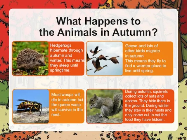 What Happens to the Animals in Autumn? Hedgehogs hibernate through autumn and winter.
