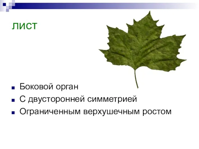 лист Боковой орган С двусторонней симметрией Ограниченным верхушечным ростом