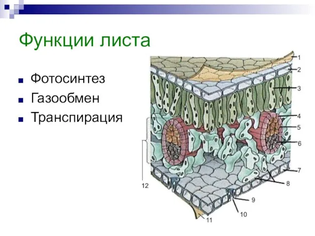 Функции листа Фотосинтез Газообмен Транспирация