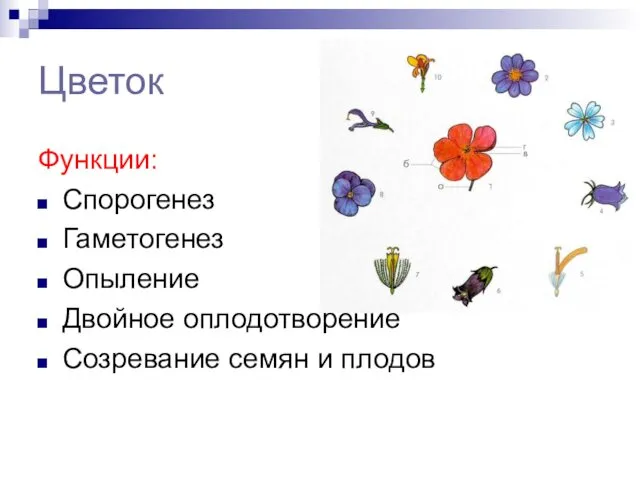 Цветок Функции: Спорогенез Гаметогенез Опыление Двойное оплодотворение Созревание семян и плодов