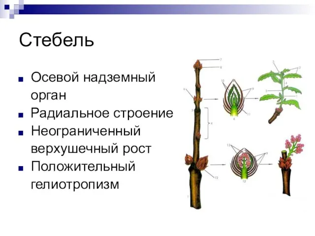 Стебель Осевой надземный орган Радиальное строение Неограниченный верхушечный рост Положительный гелиотропизм