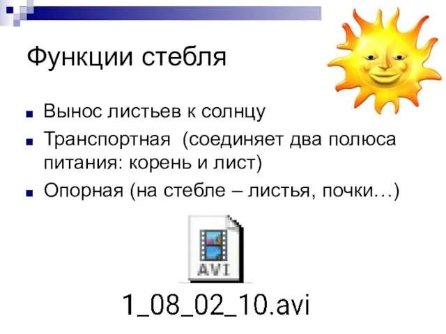 Функции стебля Вынос листьев к солнцу Транспортная (соединяет два полюса