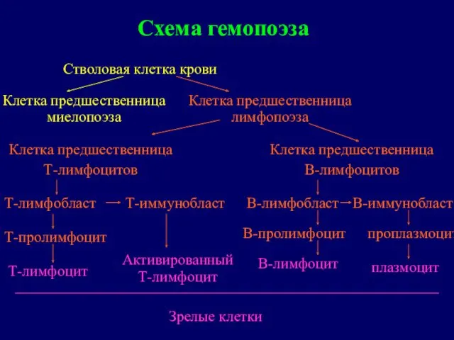 Схема гемопоэза Клетка предшественница лимфопоэза Клетка предшественница Т-лимфоцитов Клетка предшественница