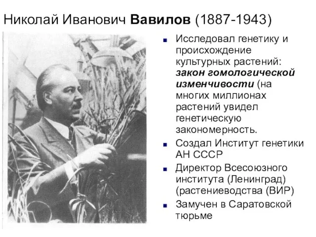 Николай Иванович Вавилов (1887-1943) Исследовал генетику и происхождение культурных растений: