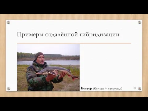 Примеры отдалённой гибридизации