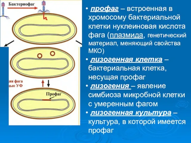 профаг – встроенная в хромосому бактериальной клетки нуклеиновая кислота фага (плазмида, генетический материал,