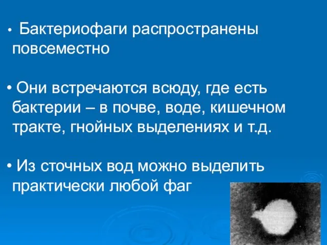 Бактериофаги распространены повсеместно Они встречаются всюду, где есть бактерии –