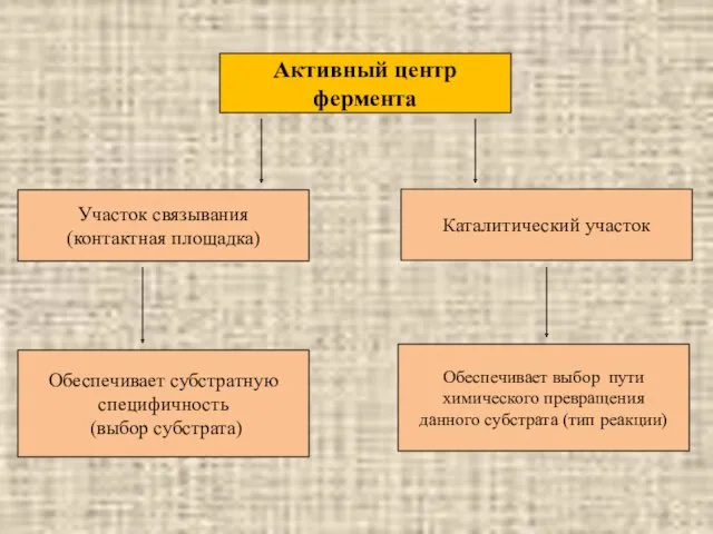 Активный центр фермента Участок связывания (контактная площадка) Каталитический участок Обеспечивает