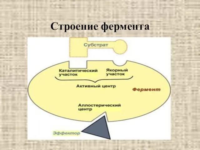 Строение фермента