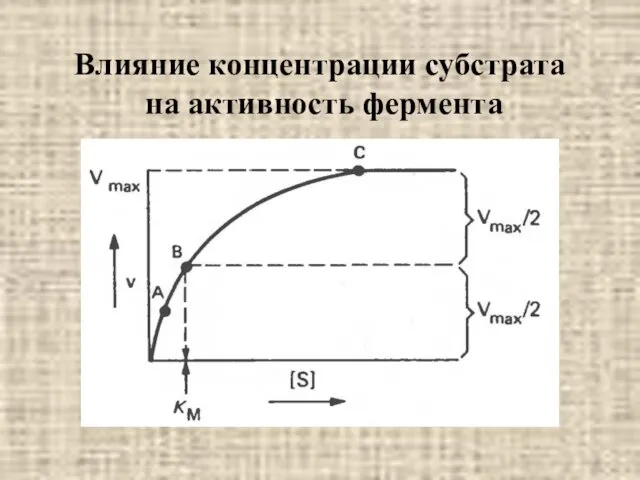 Влияние концентрации субстрата на активность фермента