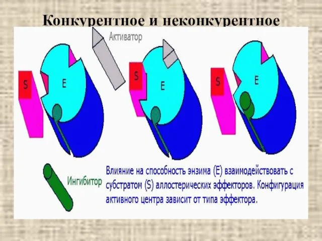 Конкурентное и неконкурентное ингибирование