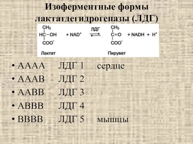 Изоферментные формы лактатдегидрогеназы (ЛДГ) АААА ЛДГ 1 сердце АААВ ЛДГ