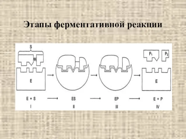 Этапы ферментативной реакции