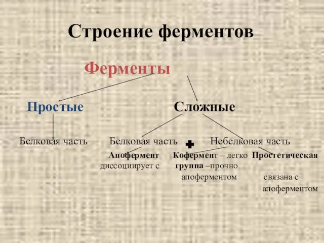 Строение ферментов Ферменты Простые Сложные Белковая часть Белковая часть Небелковая