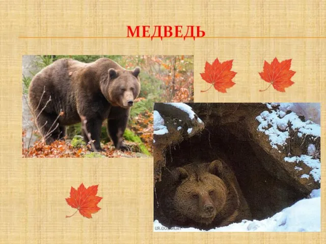 МЕДВЕДЬ