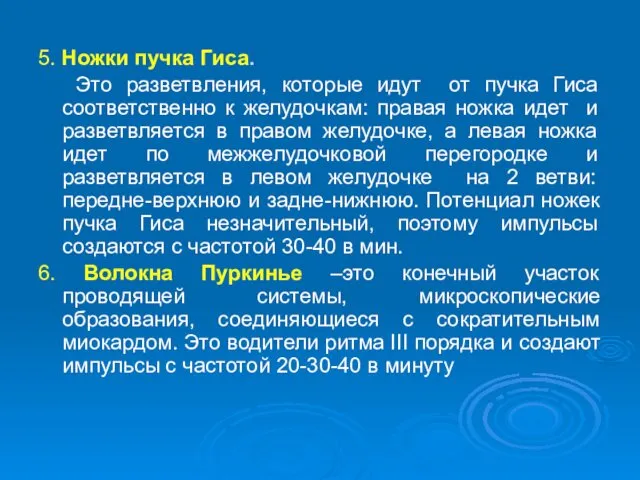 5. Ножки пучка Гиса. Это разветвления, которые идут от пучка