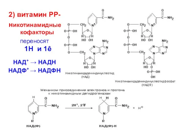 2) витамин РР- никотинамидные кофакторы переносят 1Н и 1ê НАД+ → НАДН НАДФ+ → НАДФН