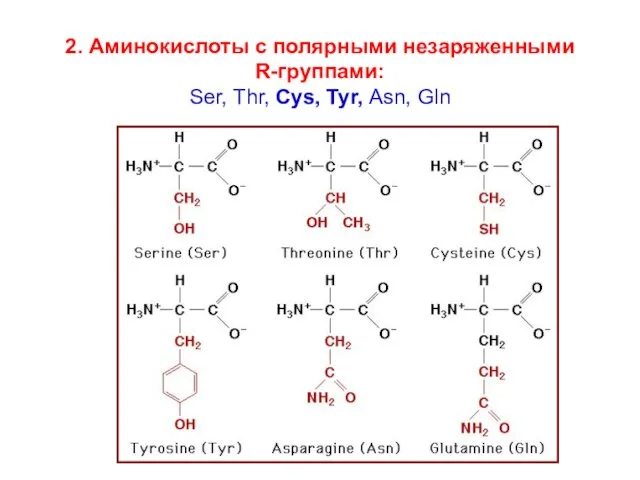 2. Аминокислоты с полярными незаряженными R-группами: Ser, Thr, Cys, Tyr, Asn, Gln