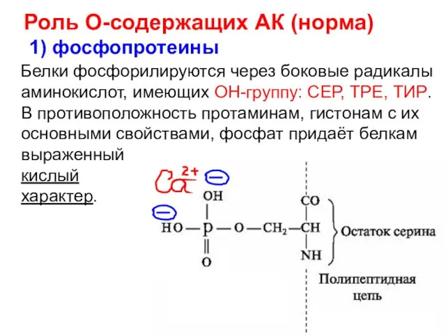 Роль О-содержащих АК (норма) 1) фосфопротеины Белки фосфорилируются через боковые