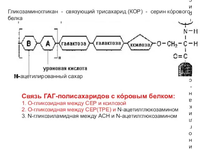 Гликозаминогликан - связующий трисахарид (КОР) - серин кóрового белка Связь