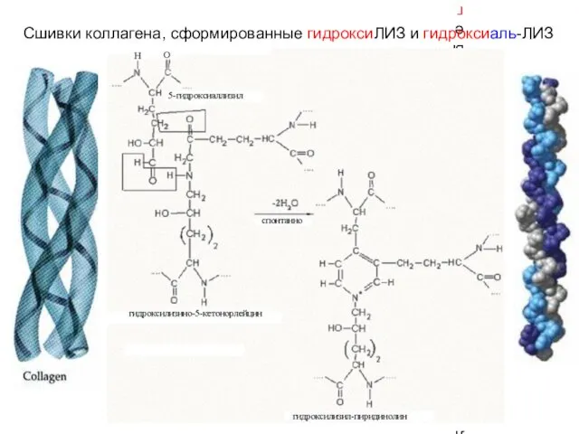 Сшивки коллагена, сформированные гидроксиЛИЗ и гидроксиаль-ЛИЗ Сшивки коллагена, сформированные гидроксиЛИЗ и гидроксиаль-ЛИЗ