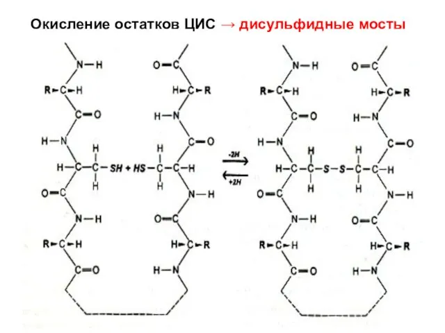 Окисление остатков ЦИС → дисульфидные мосты