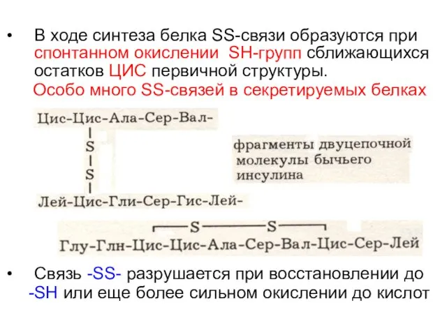 В ходе синтеза белка SS-связи образуются при спонтанном окислении SH-групп