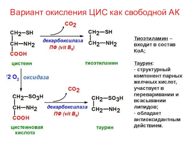 Вариант окисления ЦИС как свободной АК