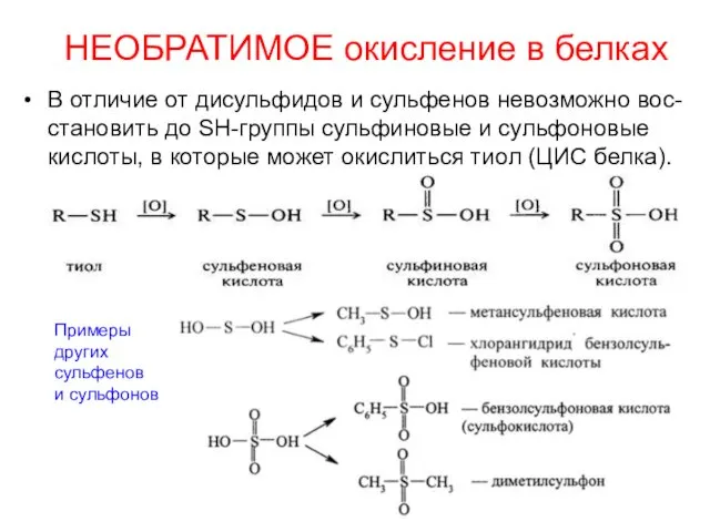 НЕОБРАТИМОЕ окисление в белках В отличие от дисульфидов и сульфенов