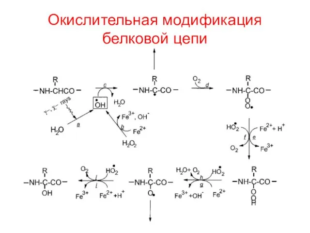 Окислительная модификация белковой цепи