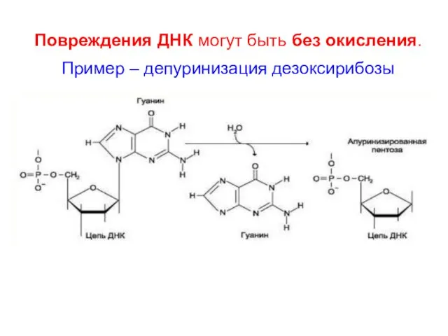 Повреждения ДНК могут быть без окисления. Пример – депуринизация дезоксирибозы