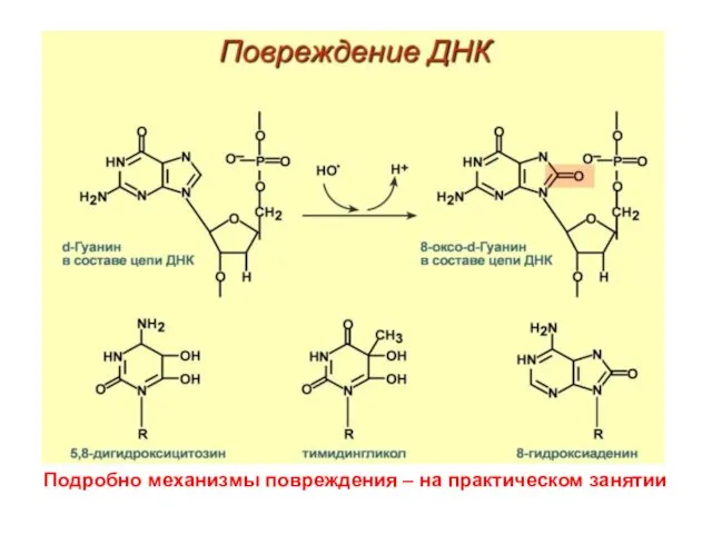 Подробно механизмы повреждения – на практическом занятии