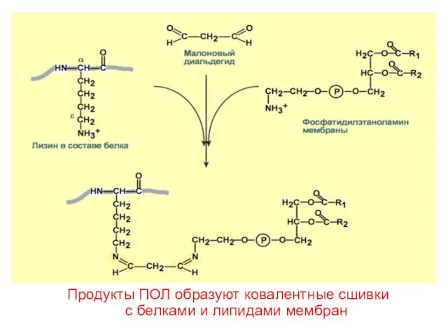 Продукты ПОЛ образуют ковалентные сшивки с белками и липидами мембран