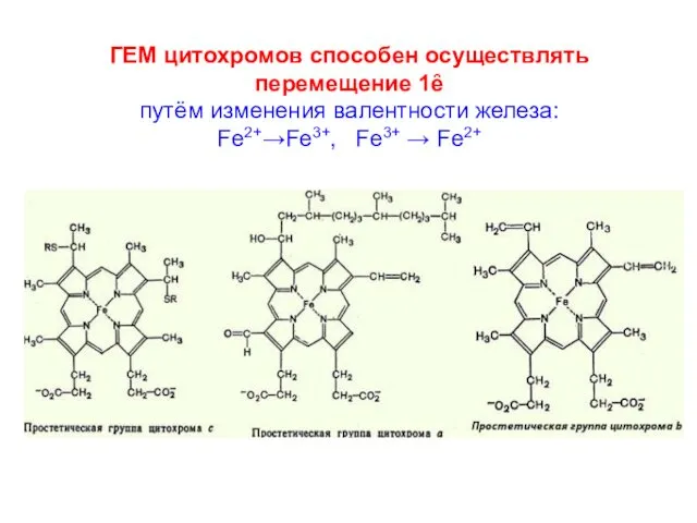 ГЕМ цитохромов способен осуществлять перемещение 1ȇ путём изменения валентности железа: Fe2+→Fe3+, Fe3+ → Fe2+