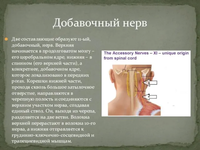 Добавочный нерв Две составляющие образуют 11-ый, добавочный, нерв. Верхняя начинается