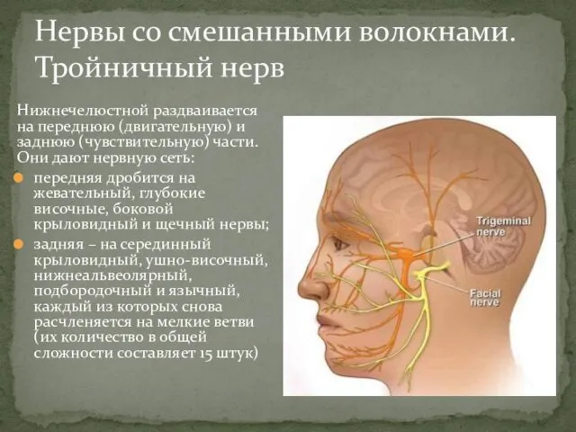 Нервы со смешанными волокнами. Тройничный нерв Нижнечелюстной раздваивается на переднюю