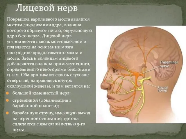 Лицевой нерв Покрышка варолиевого моста является местом локализации ядра, волокна