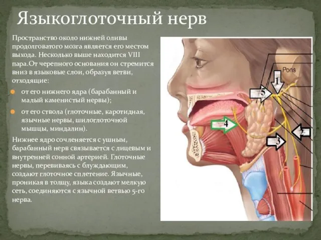 Языкоглоточный нерв Пространство около нижней оливы продолговатого мозга является его