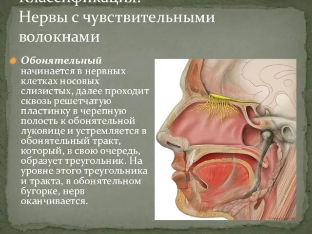 Классификация. Нервы с чувствительными волокнами Обонятельный начинается в нервных клетках