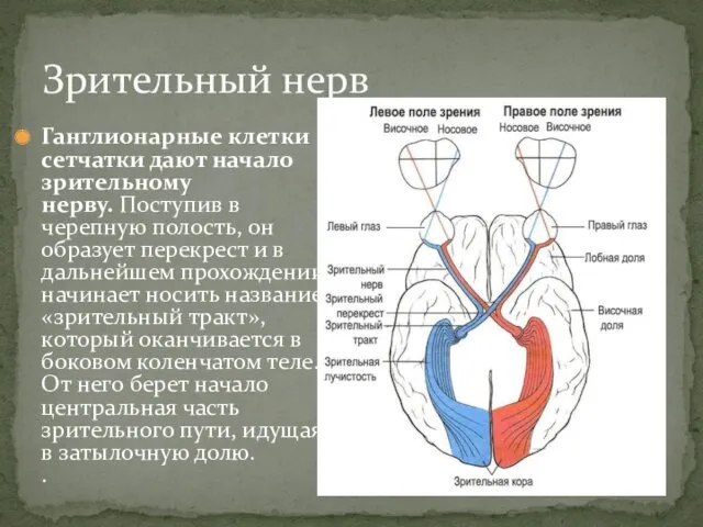 Зрительный нерв Ганглионарные клетки сетчатки дают начало зрительному нерву. Поступив