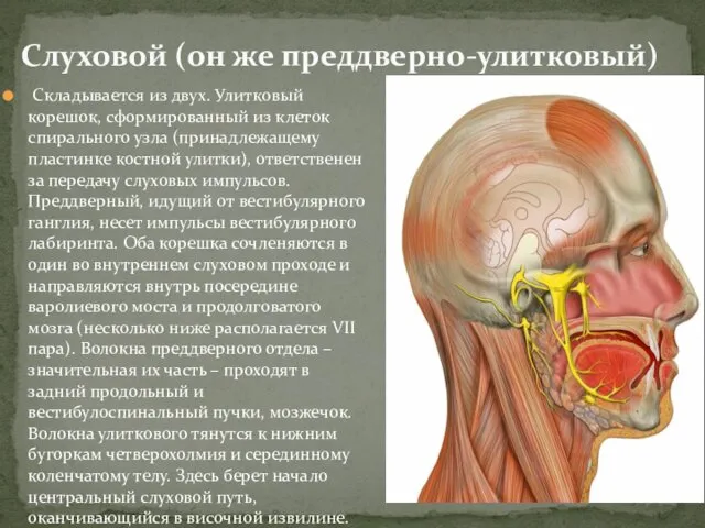 Слуховой (он же преддверно-улитковый) Складывается из двух. Улитковый корешок, сформированный